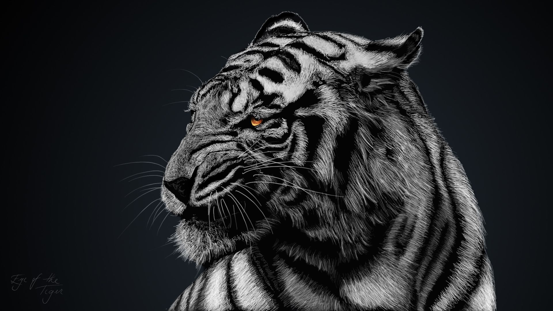 Free download tiger wallpapers hd for desktop