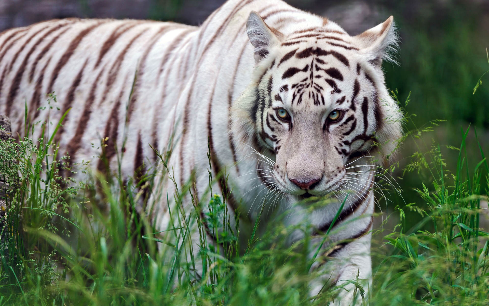 White tiger wallpapers free download