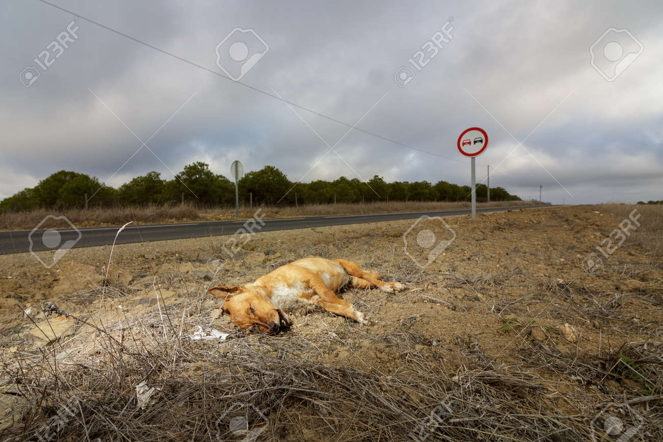 Dead dog at the side of the road in portugal stock photo picture and royalty free image image
