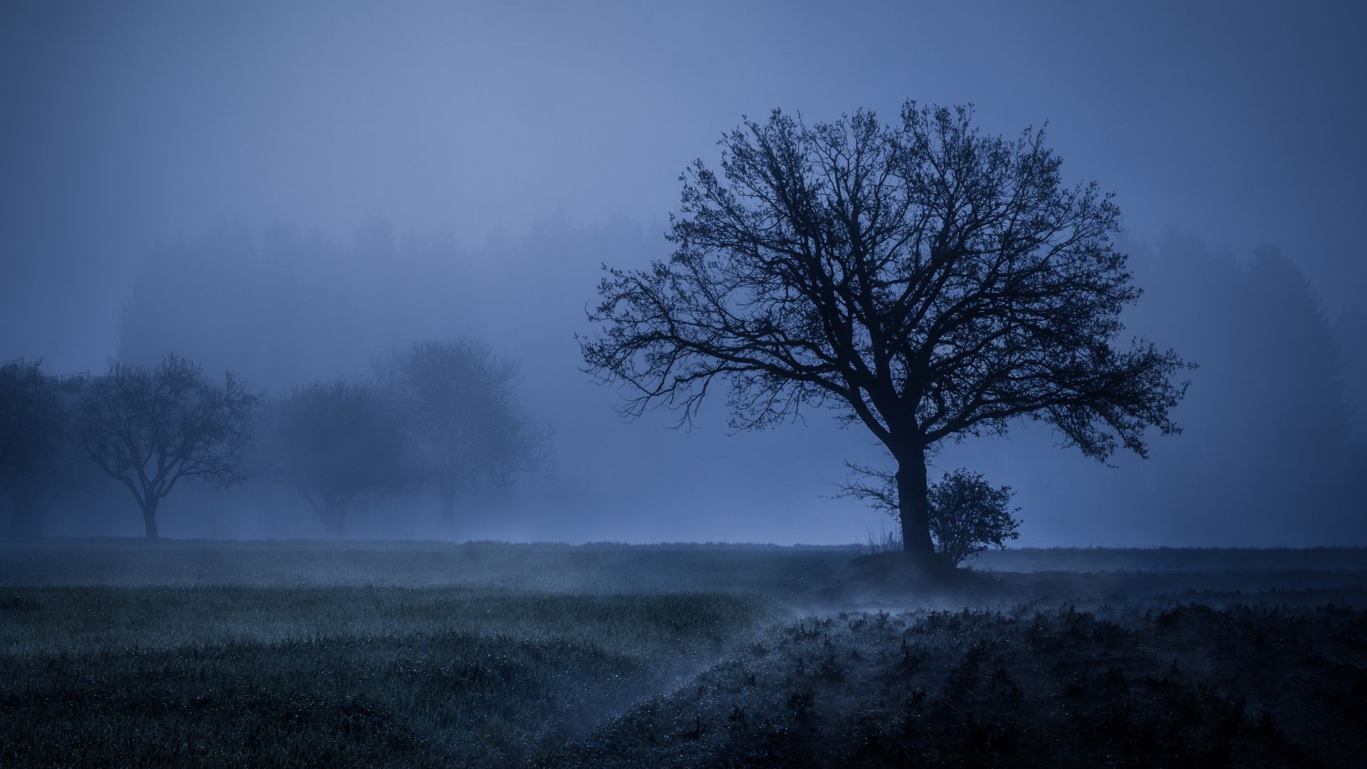 Desktop wallpaper tree fog landscape night autumn k hd image picture background ac