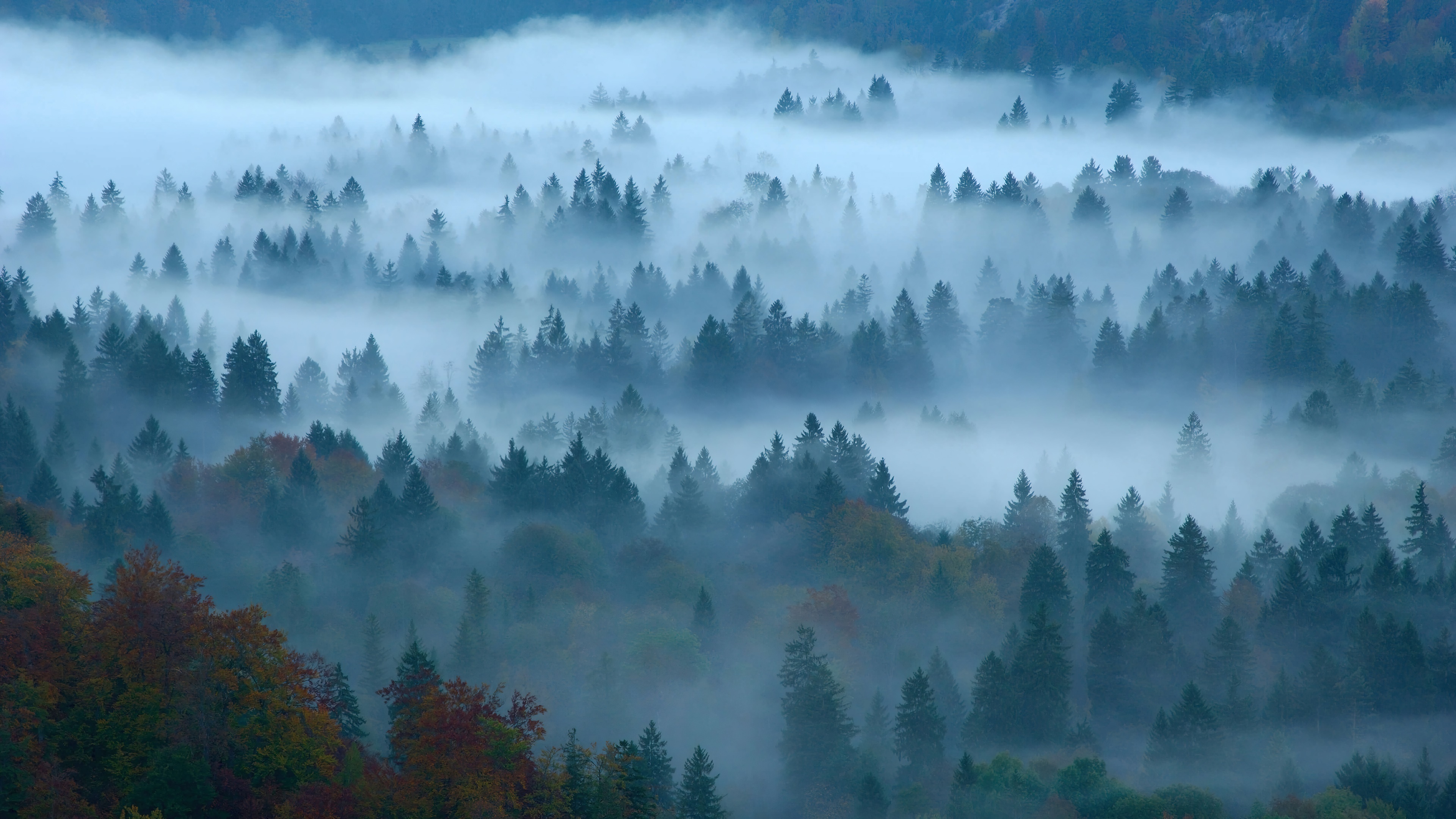 Wallpaper forest fog nature scenery k hd
