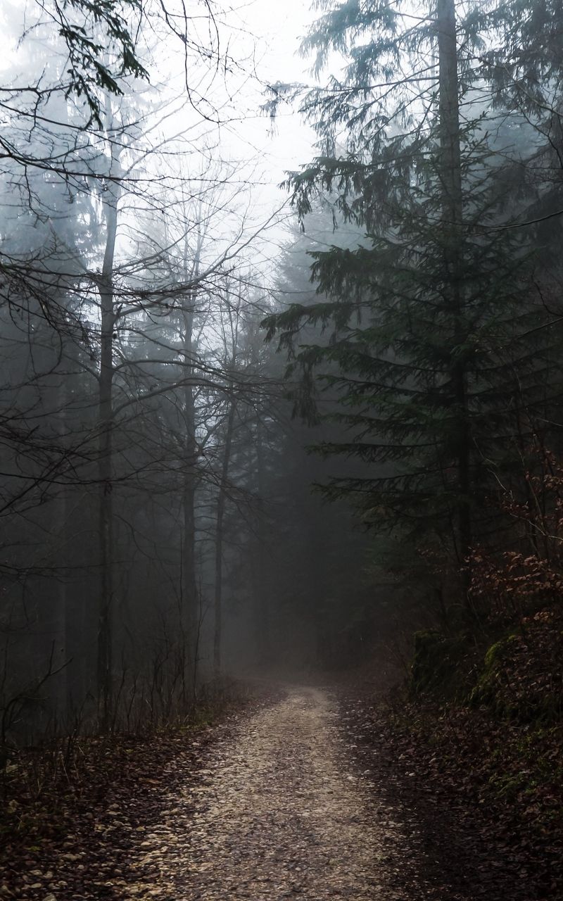 Wallpaper autumn fog walk trees path forest foggy forest adventure aesthetic foggy weather