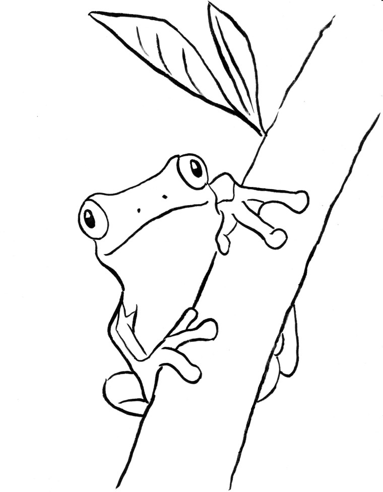 Tree frog coloring page