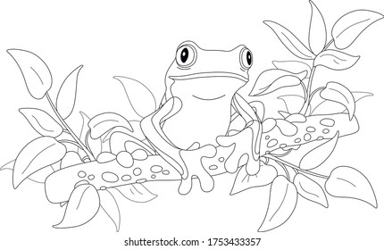 Frog color stock photos