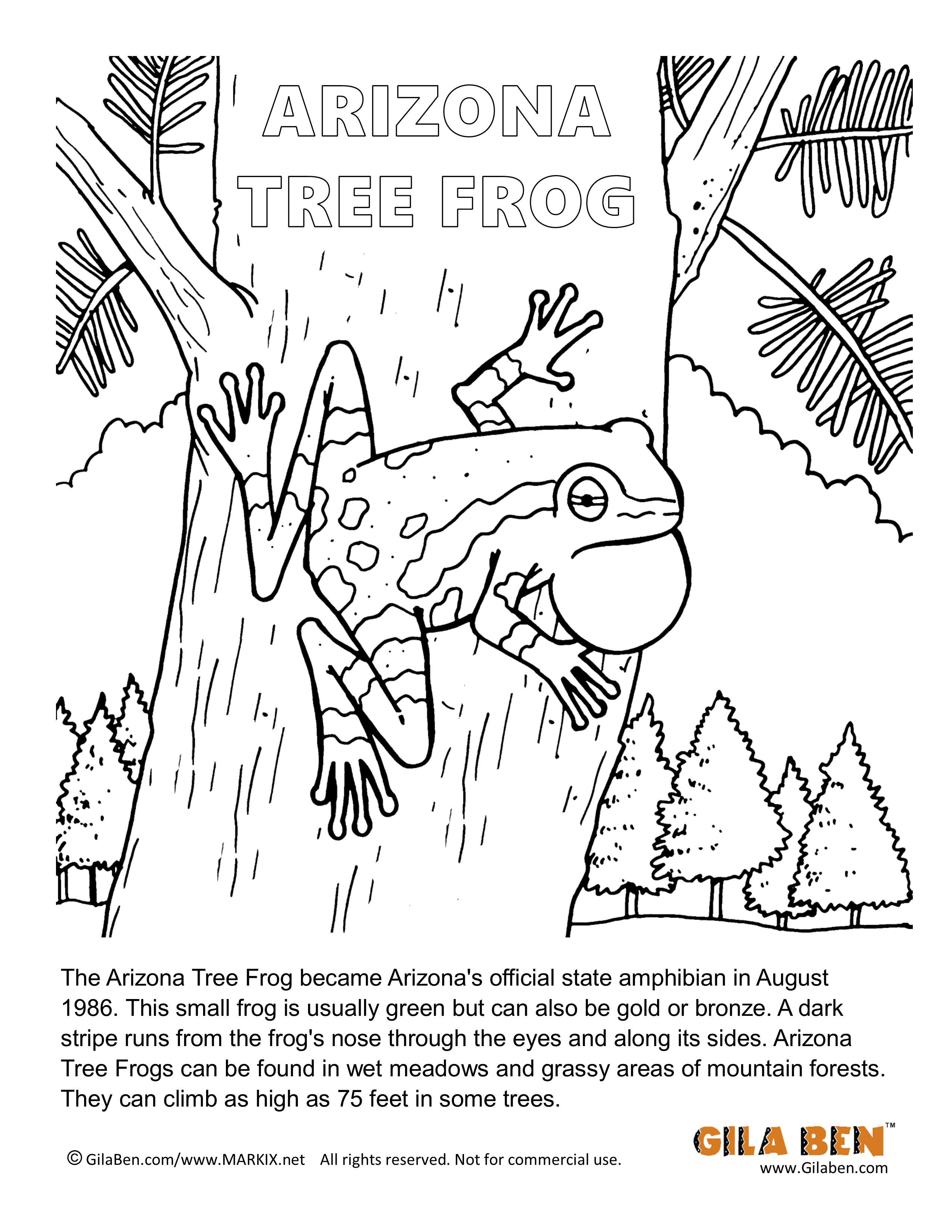 Arizona state amphibian arizona tree frog coloring page