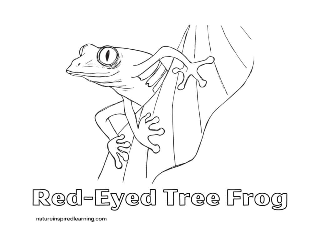Realistic frog coloring pages