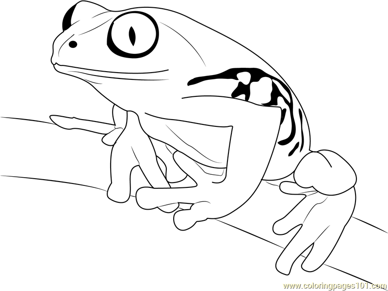 Tree frog on branch coloring page for kids
