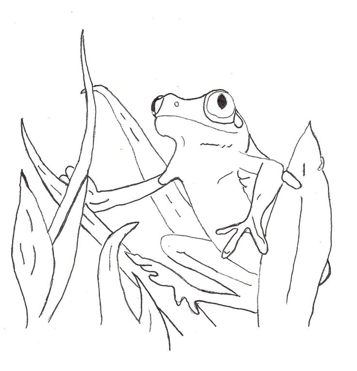 Frog color pages for children activity shelter frog coloring pages red eyed tree frog animal coloring pages