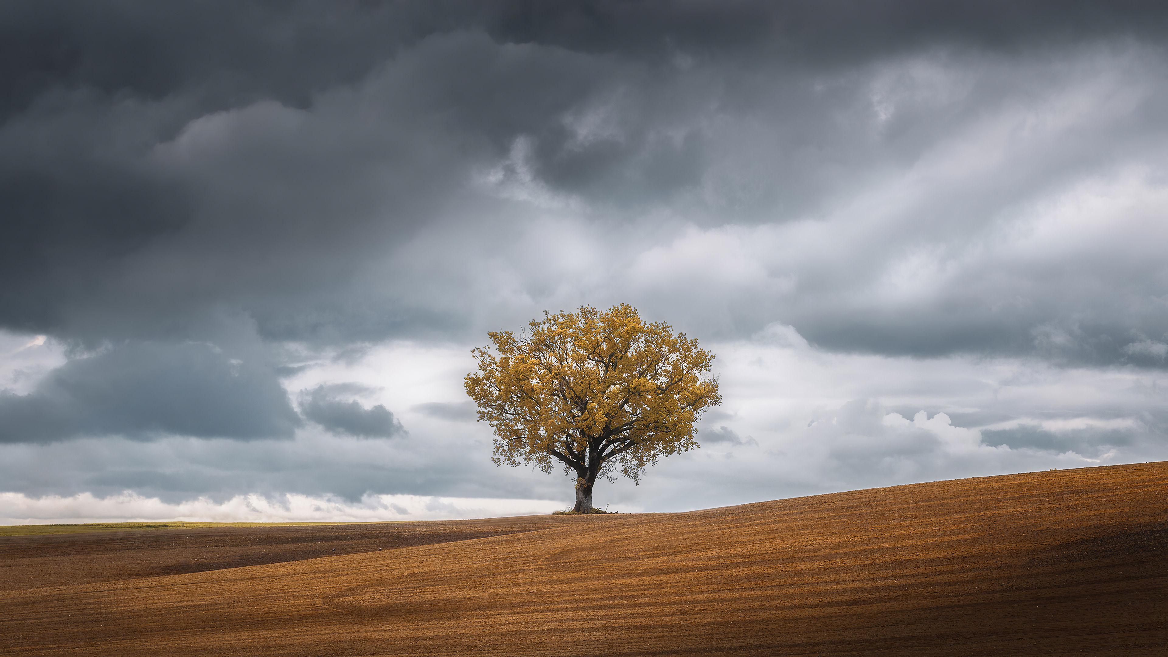 Tree landscape k hd nature k wallpapers images backgrounds photos and pictures