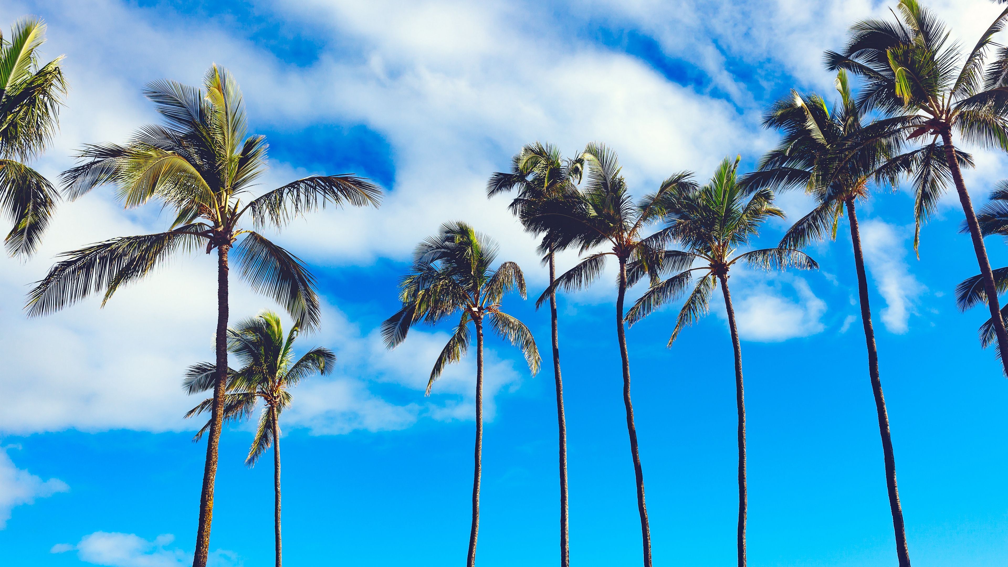 Palm trees k wallpapers