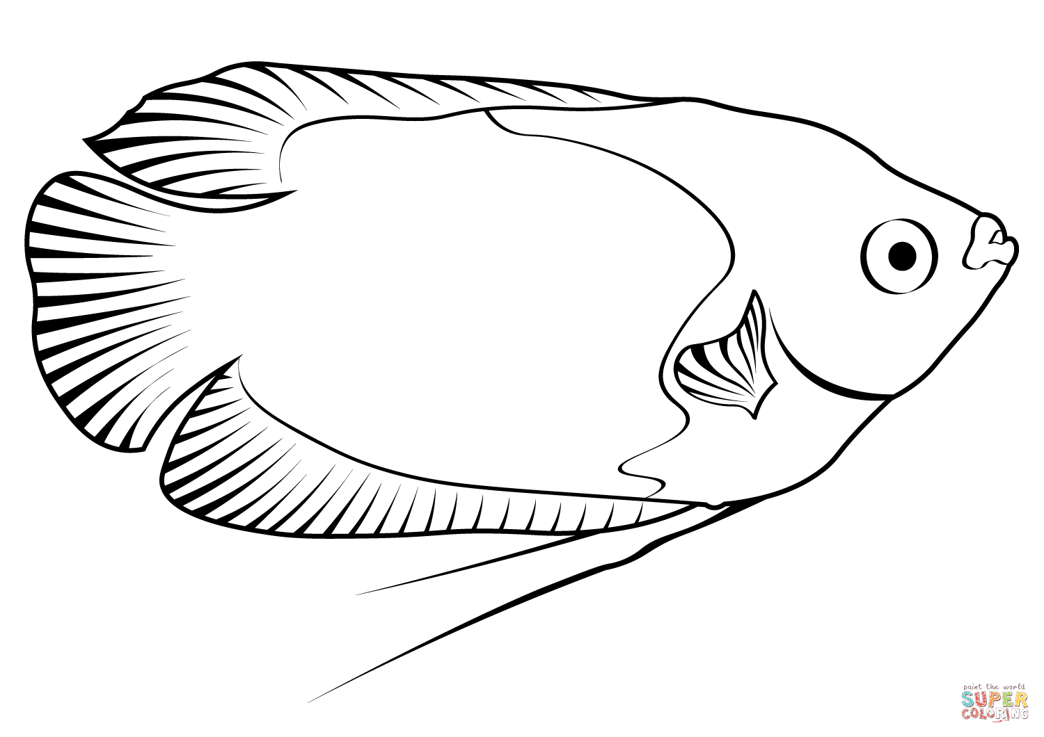 Honey gourami trichogaster chuna coloring page free printable coloring pages