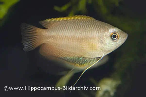 Trichogaster chuna â honey gourami colisa chuna trichopodus sota â seriously fish