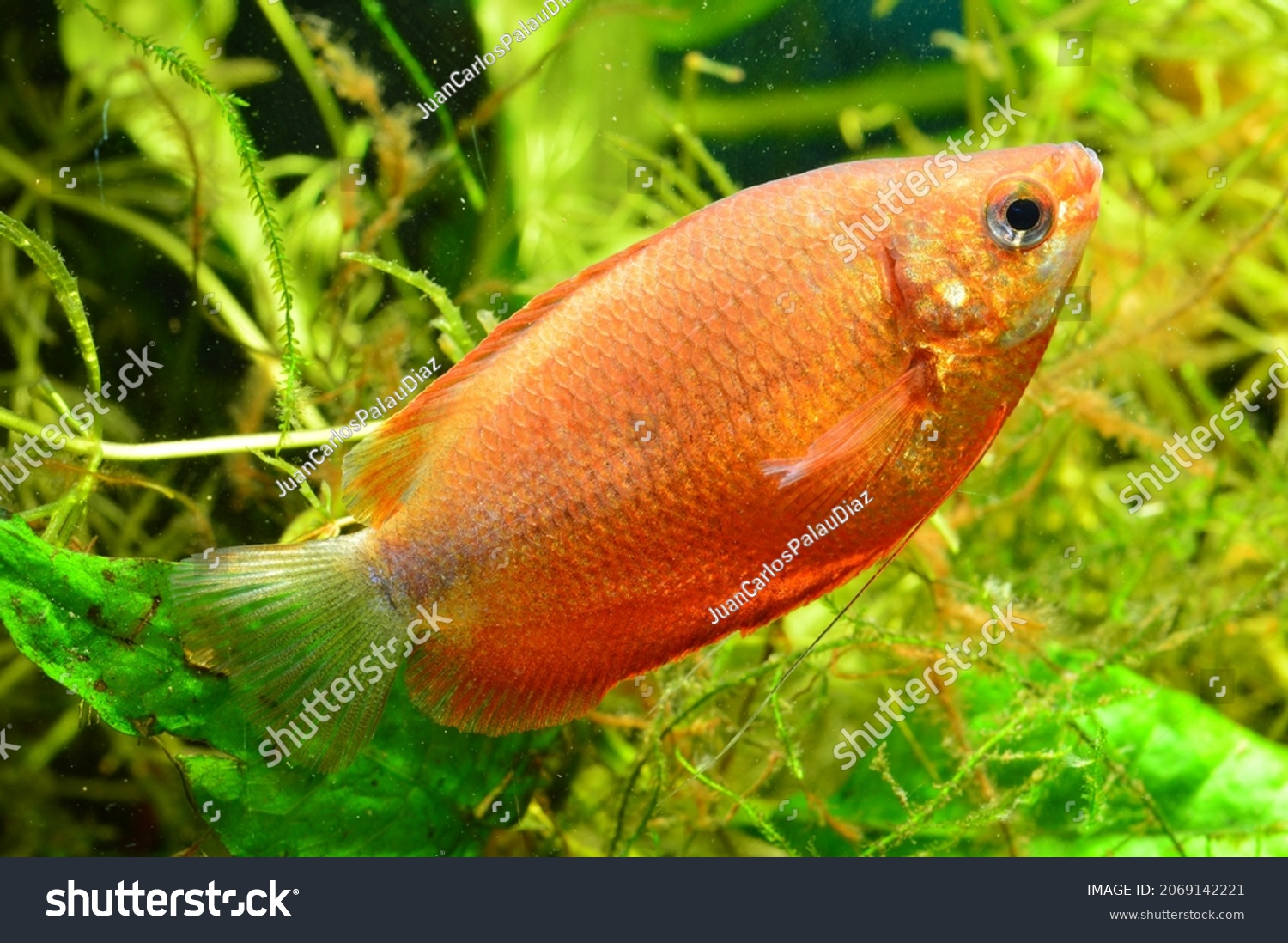 Female fish trichogaster chuna red breed stock photo
