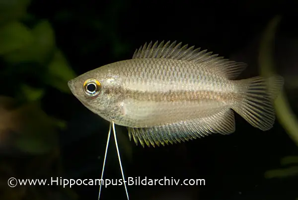 Trichogaster chuna â honey gourami colisa chuna trichopodus sota â seriously fish
