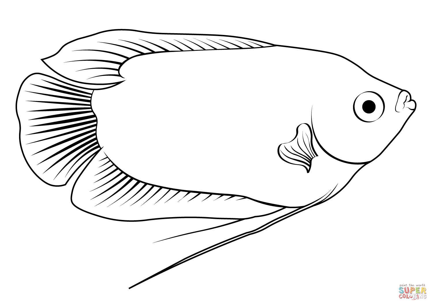 Dwarf gourami trichogaster lalius coloring page free printable coloring pages