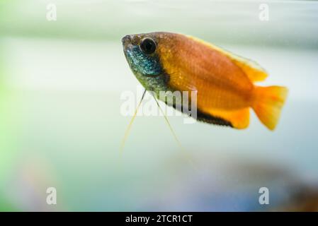 Honey gourami trichogaster chuna tropical aquarium fish isolated on white stock photo