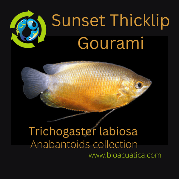 Psa thick lipped gouramis trichogaster labiosa mislabeled as honey gouramis trichogaster chuna rfishtank