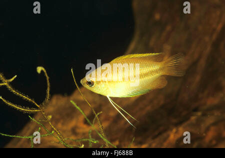 Honey gourami trichogaster chuna tropical aquarium fish isolated on white stock photo