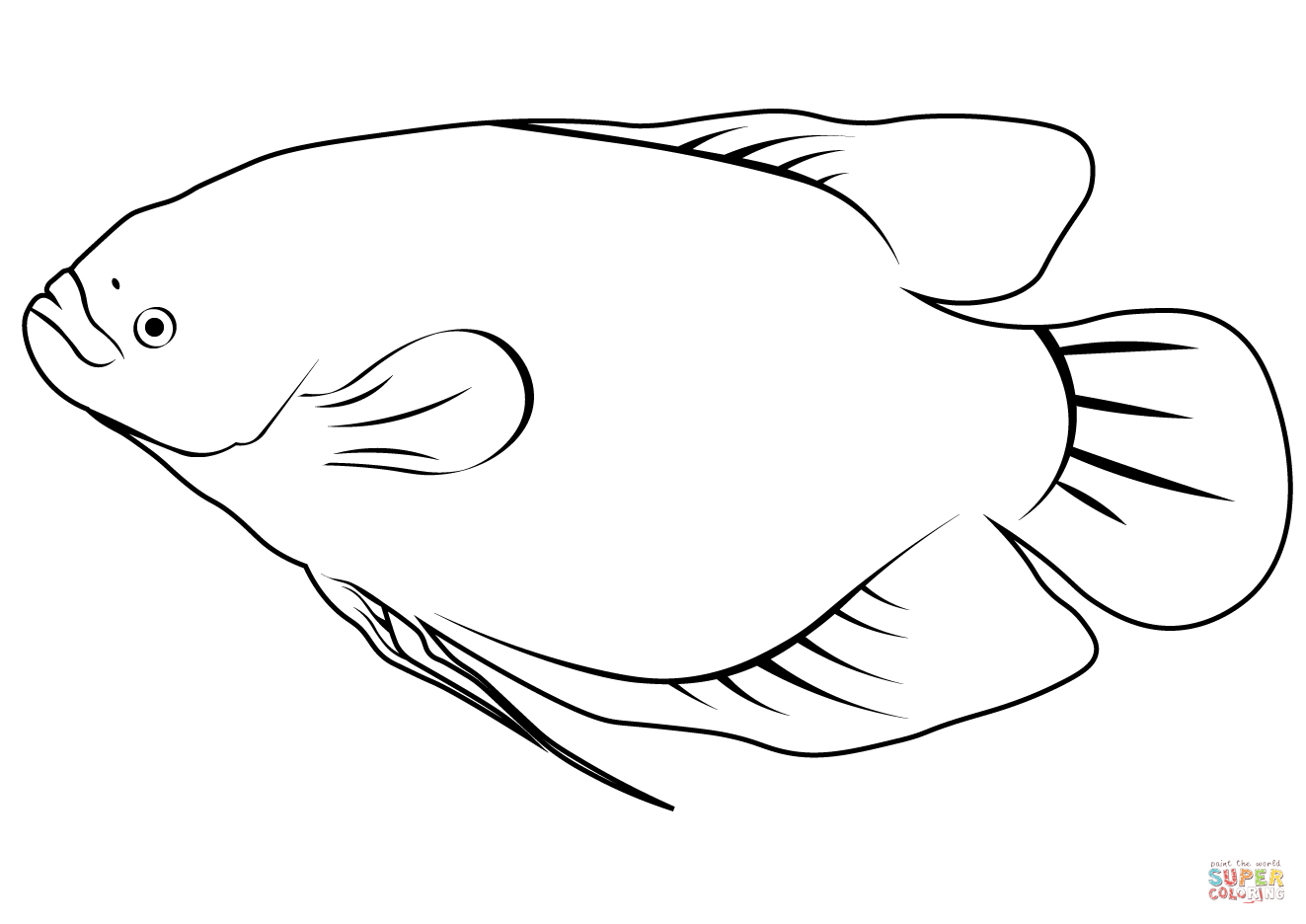 Giant gourami osphronemus goramy coloring page free printable coloring pages