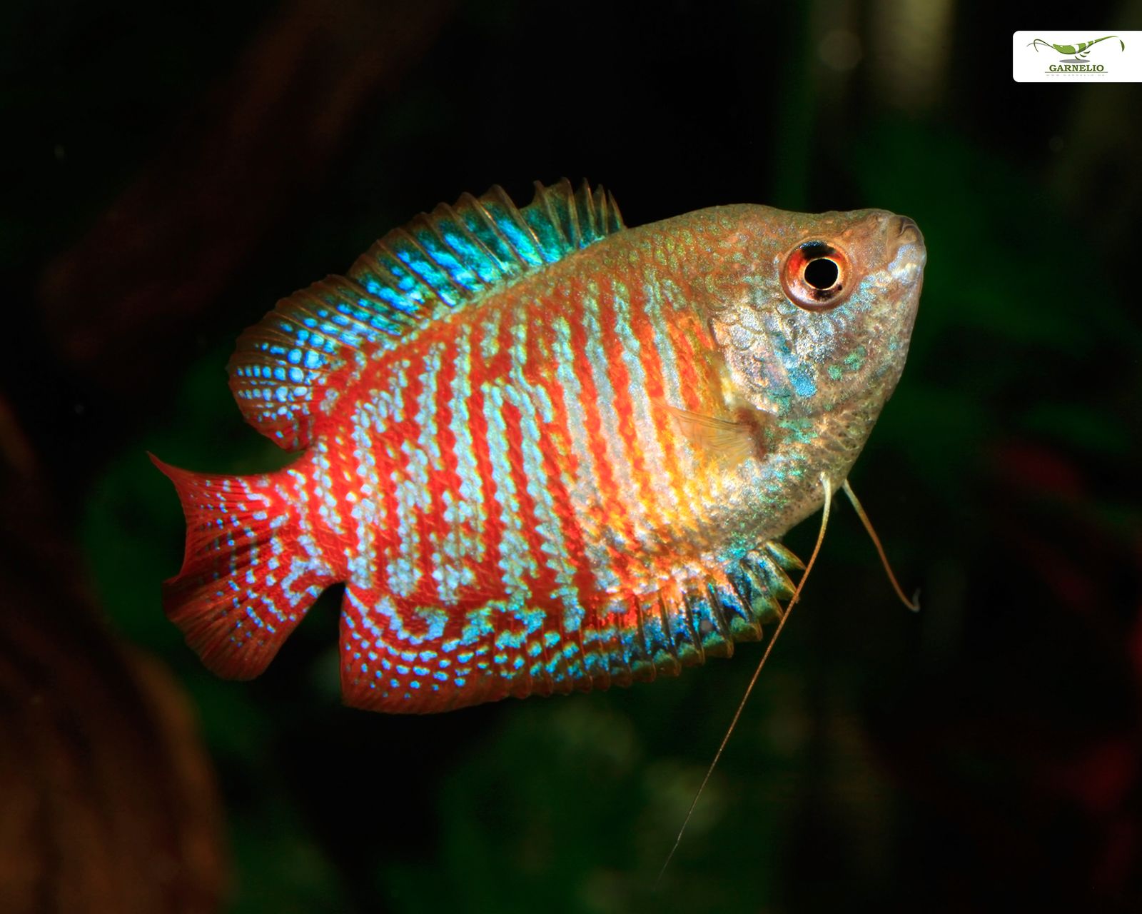 Keep breed gourami successfully ornamental fish blog en