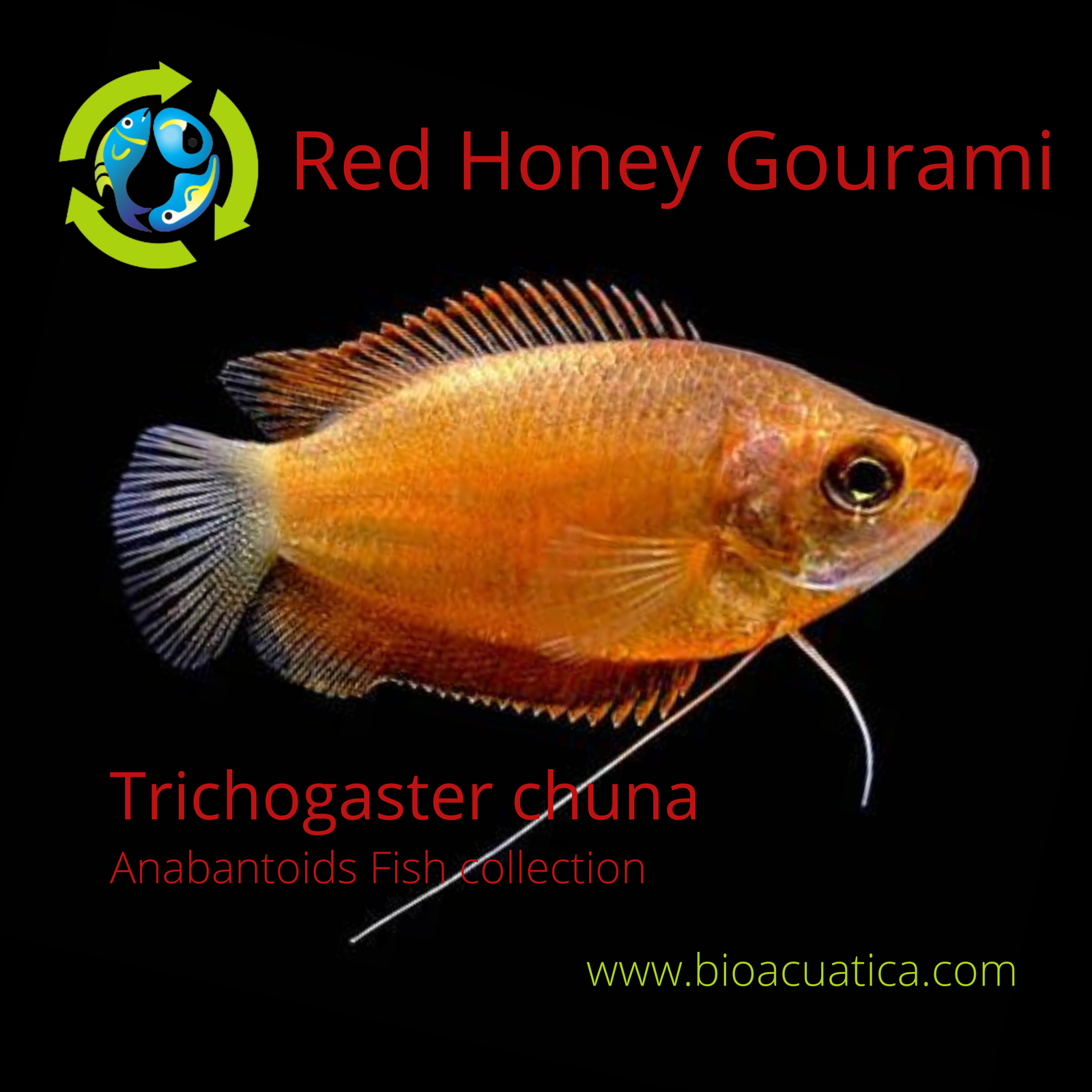 Super red honey gourai to trichogaster chuna