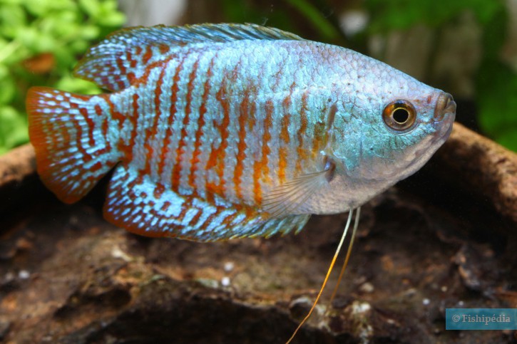 Trichogaster lalius â fish sheet