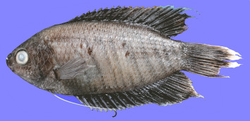 Trichogaster