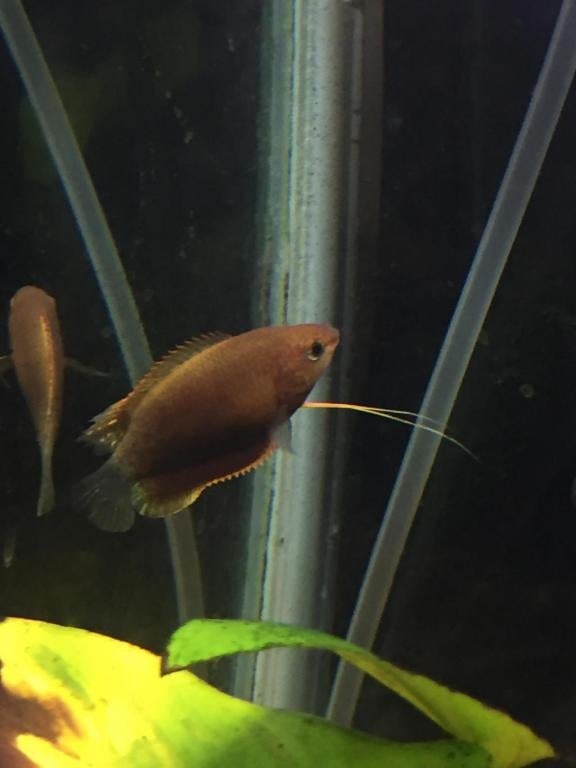 Dwarf honey gourami changing color the planted tank forum