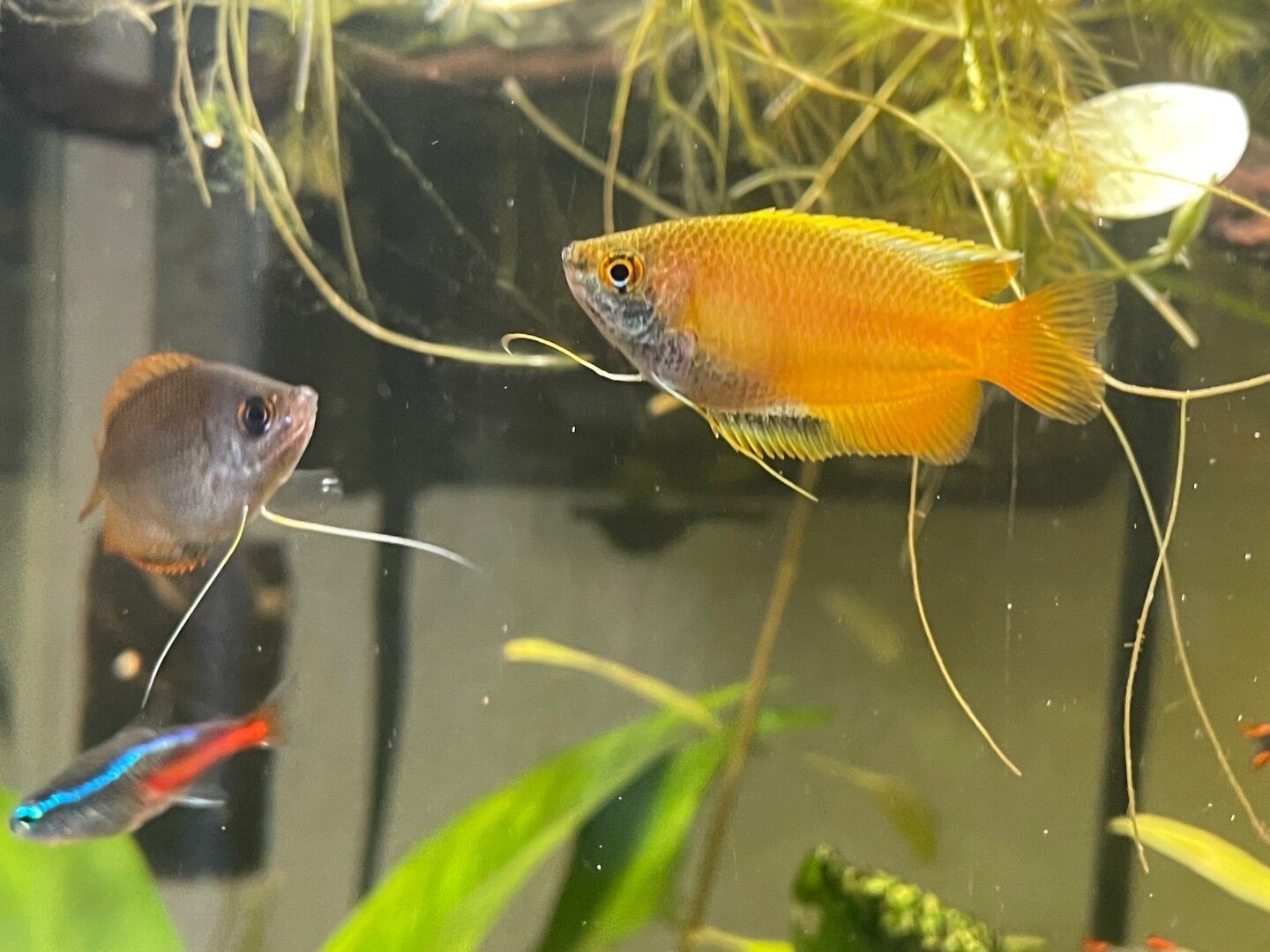 How to tell a honey gourami from other small gourami species