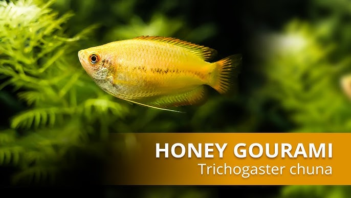 Honey gourai basics and care guide