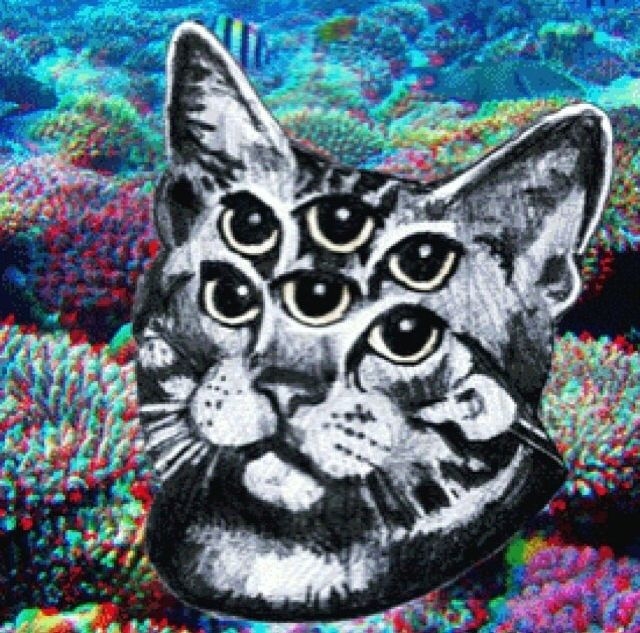 Trippy cat pictures photos and images for facebook tumblr pinterest and twitter