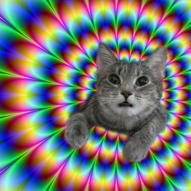 Free download trippy cats x for your desktop mobile tablet explore trippy cat wallpaper wallpaper trippy trippy backgrounds trippy wallpapers