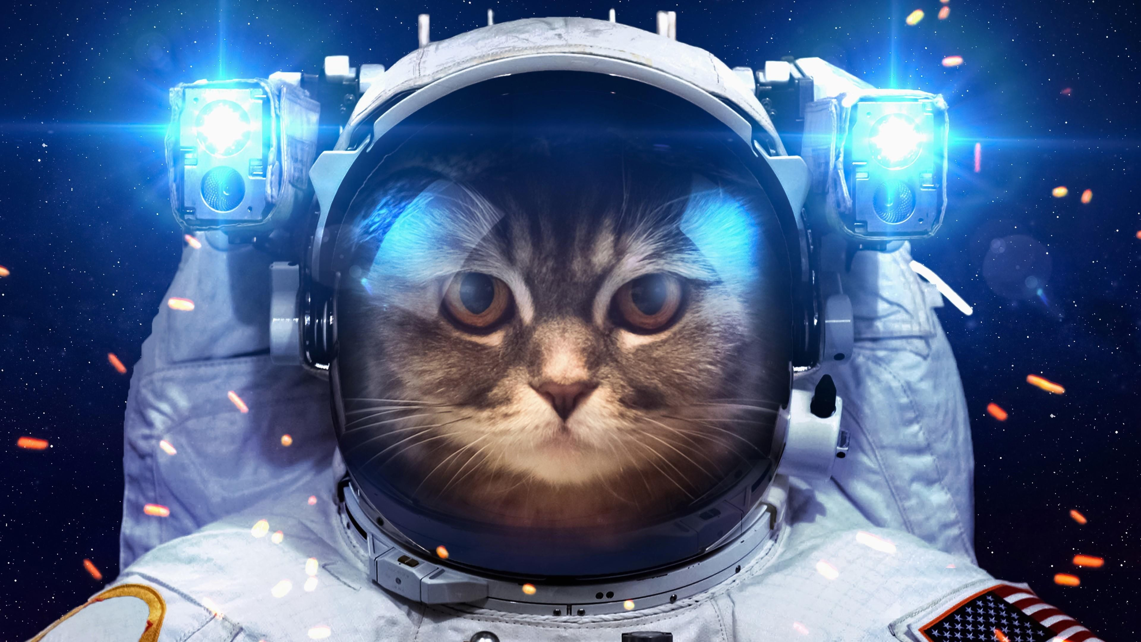 Space cats wallpapers and backgrounds k hd dual screen