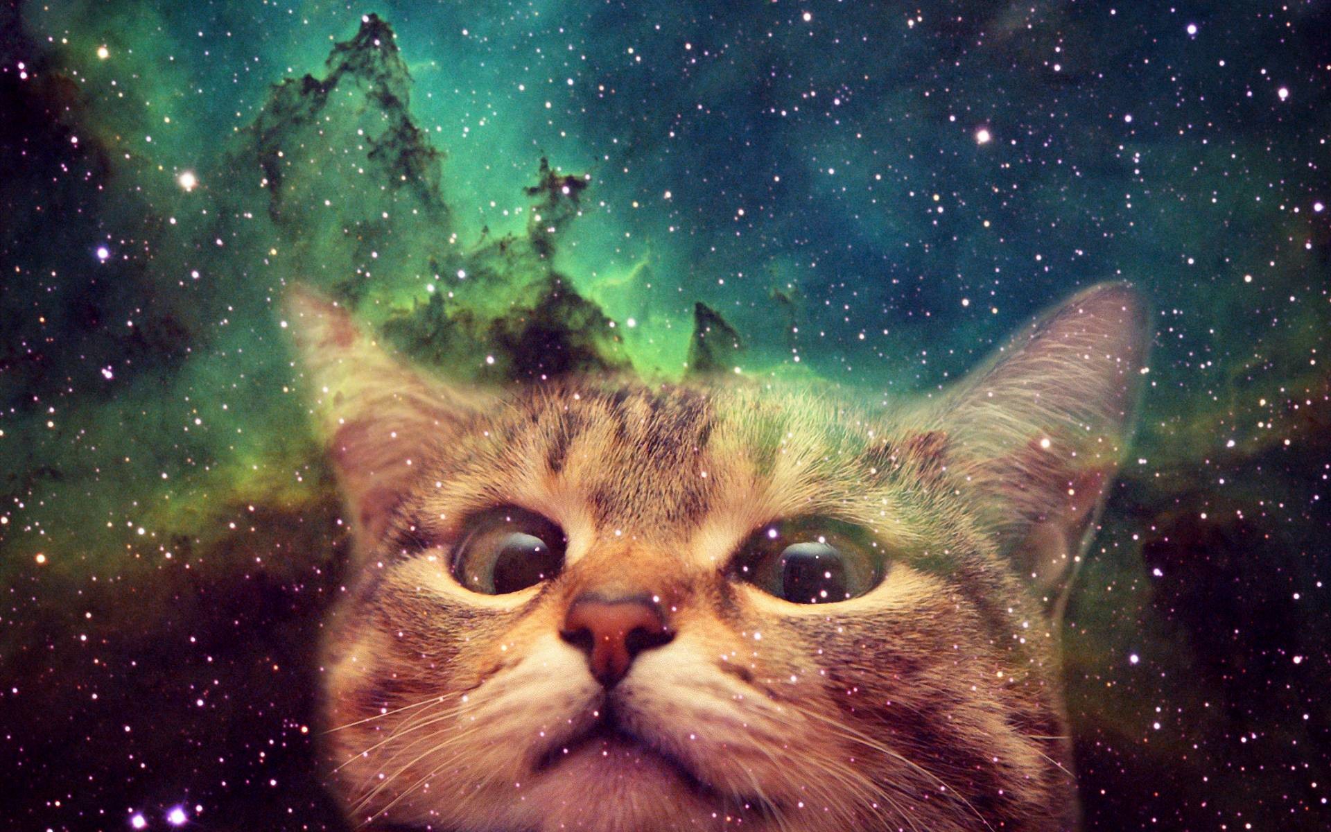 Space cat wallpaper backgrounds photos images pictures â yl computing