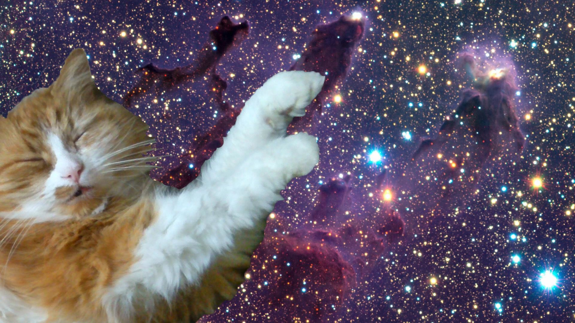 Galleries related tumblr cat trippy tumblr cat background