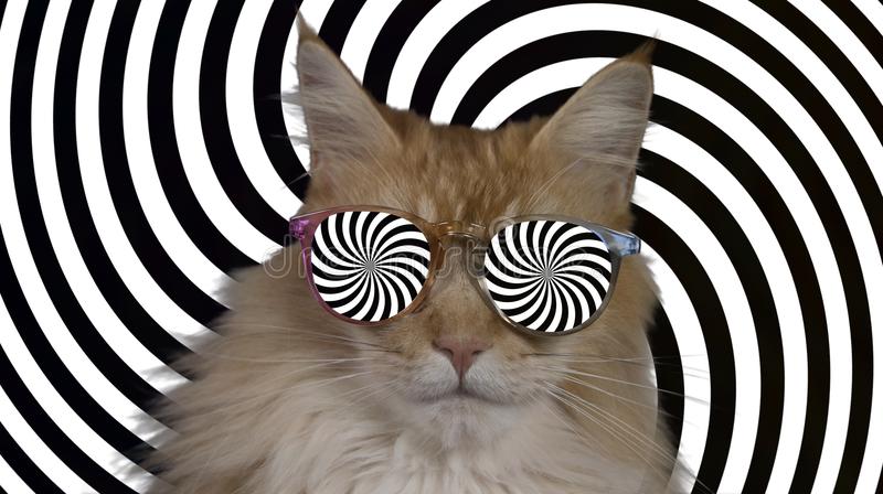 Psychedelic cat stock photos