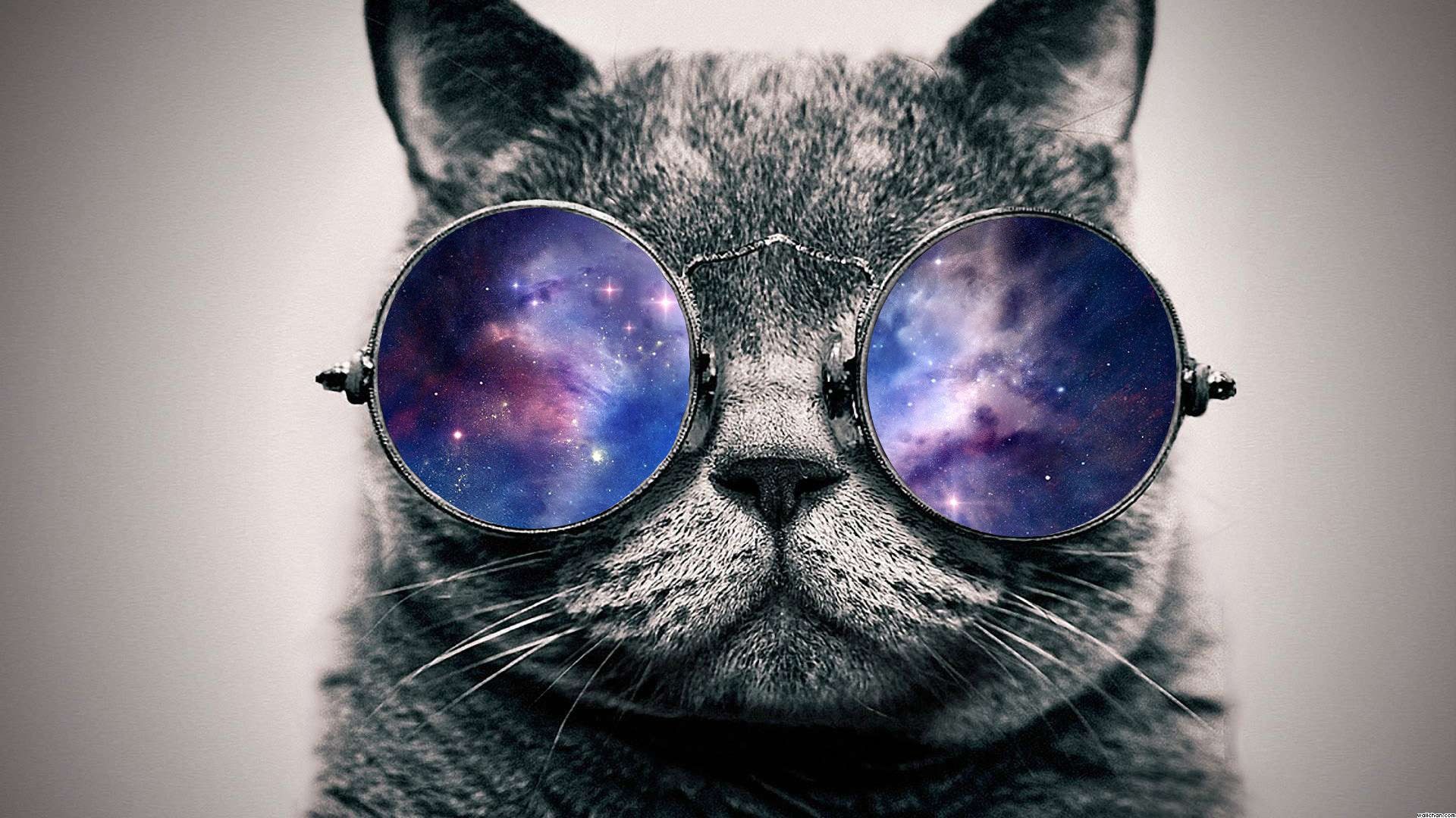 Swag cat wallpapers