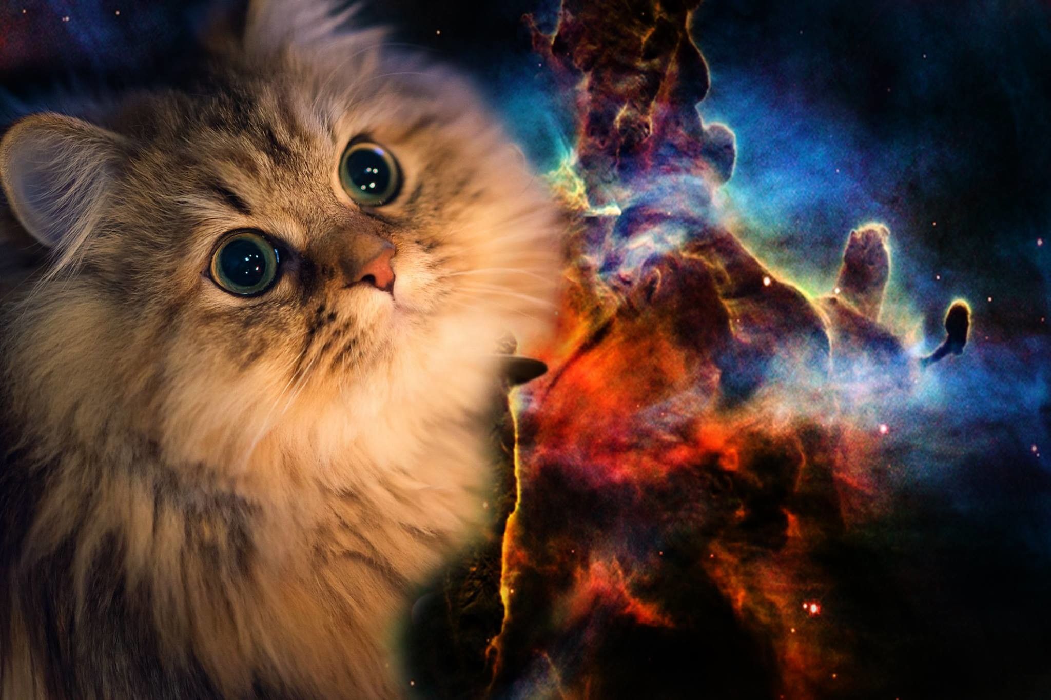 Trippy cat wallpaper background pictures