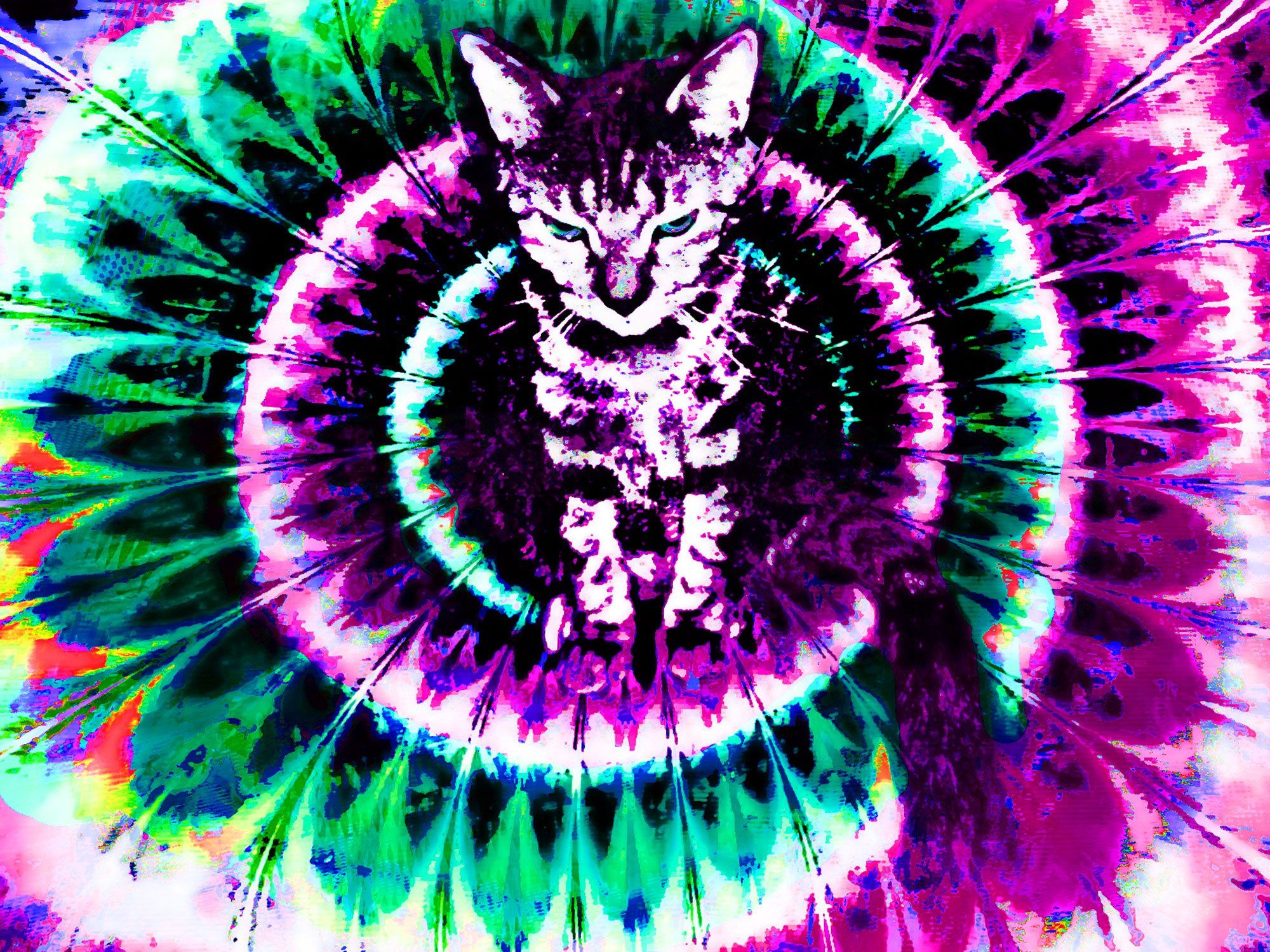Lsd cats wallpapers