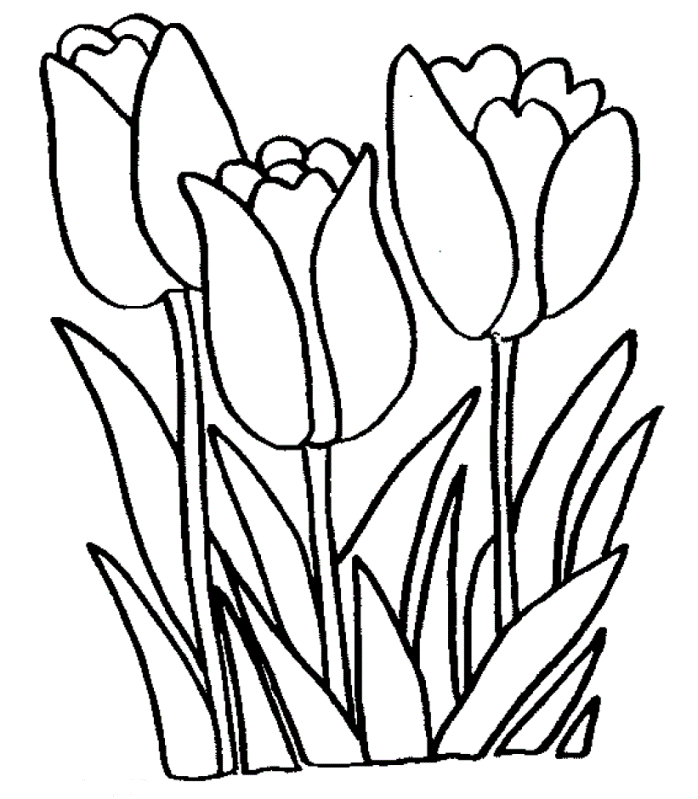 Coloring pages tulip flower drawing coloring page