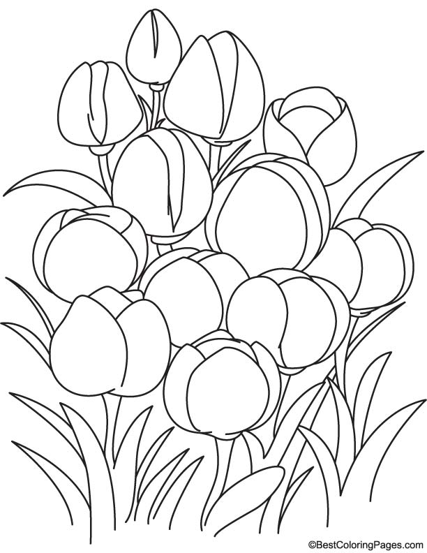 Tulip flowers coloring page download free tulip flowers coloring page for kids best coloring pages