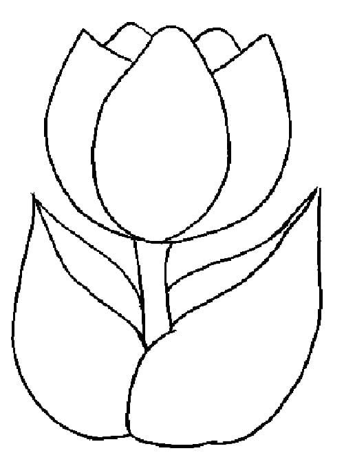 A tulip flower coloring page
