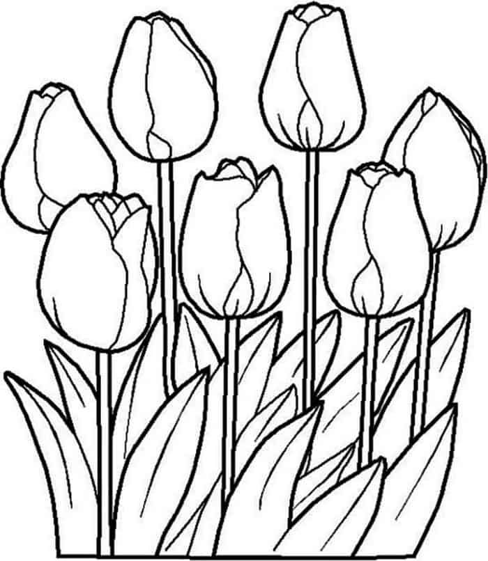 Printable tulip coloring pages flower coloring pages spring coloring pages coloring pages