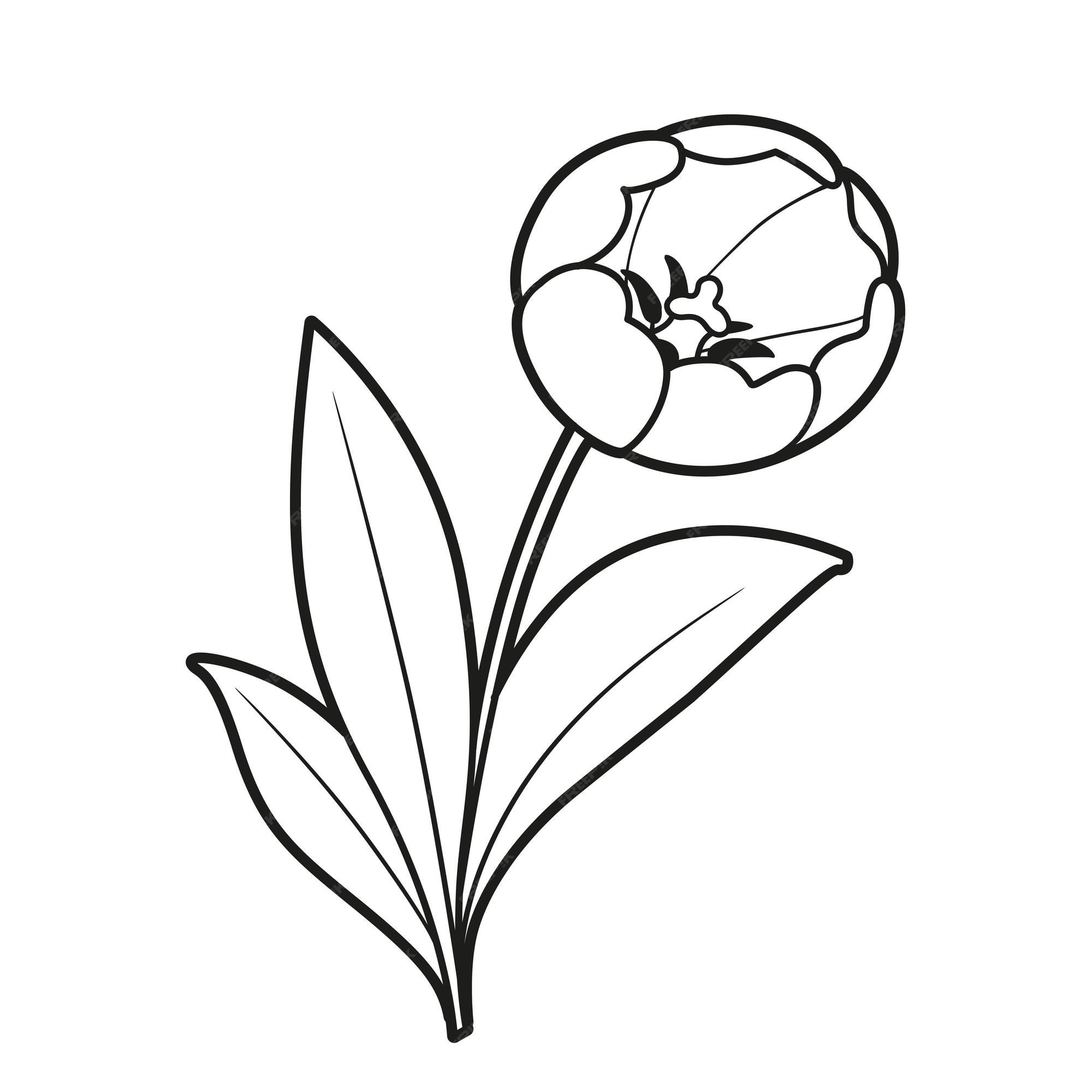 Premium vector tulip flower coloring book linear drawing isolated on white background