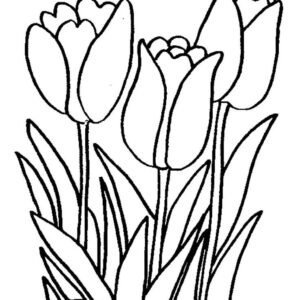 Tulip coloring pages printable for free download