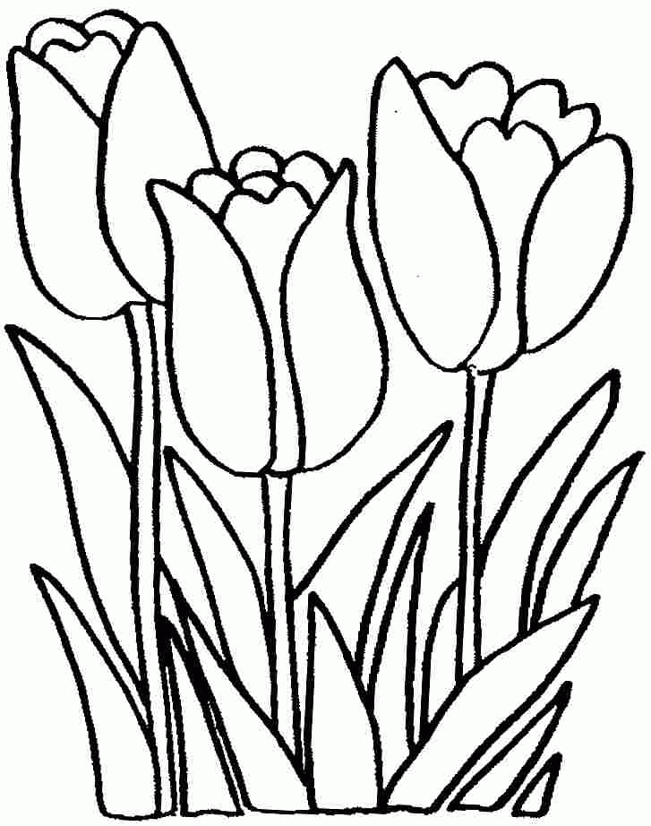 Tulip flowers coloring sheets free for preschool flower coloring sheets coloring pages flower coloring pages
