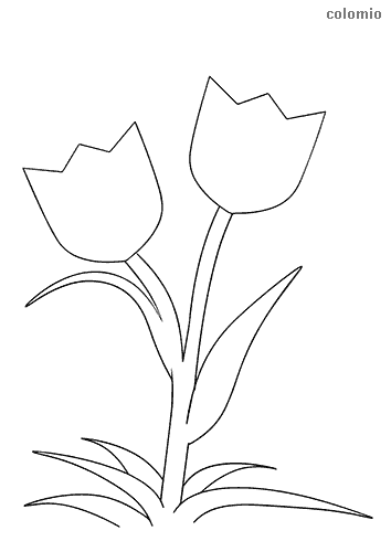 Tulips coloring pages free printable tulip coloring sheets