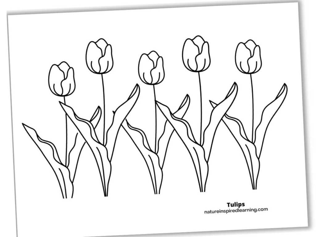 Beautiful tulip coloring pages