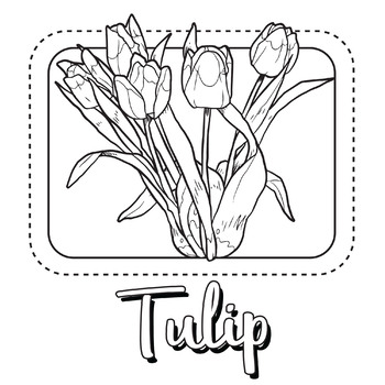 Tulip flower coloring pagebook by scworkspace tpt