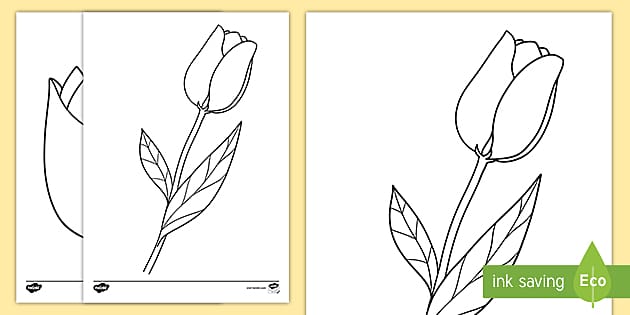 Tulip template louring pages teacher made